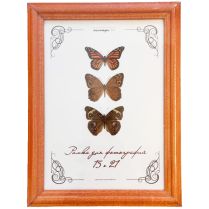 Рамка деревянная со стеклом (15x21)